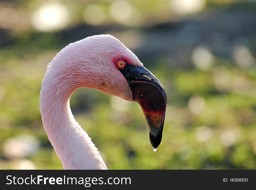 Pink flamingo head close up