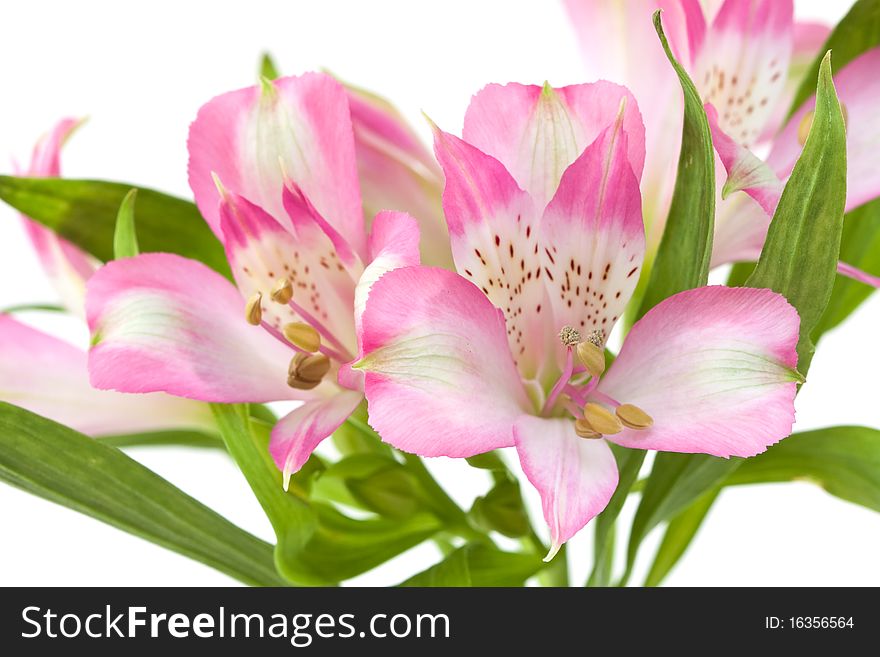 Pink alstromeria isolated on a white background.