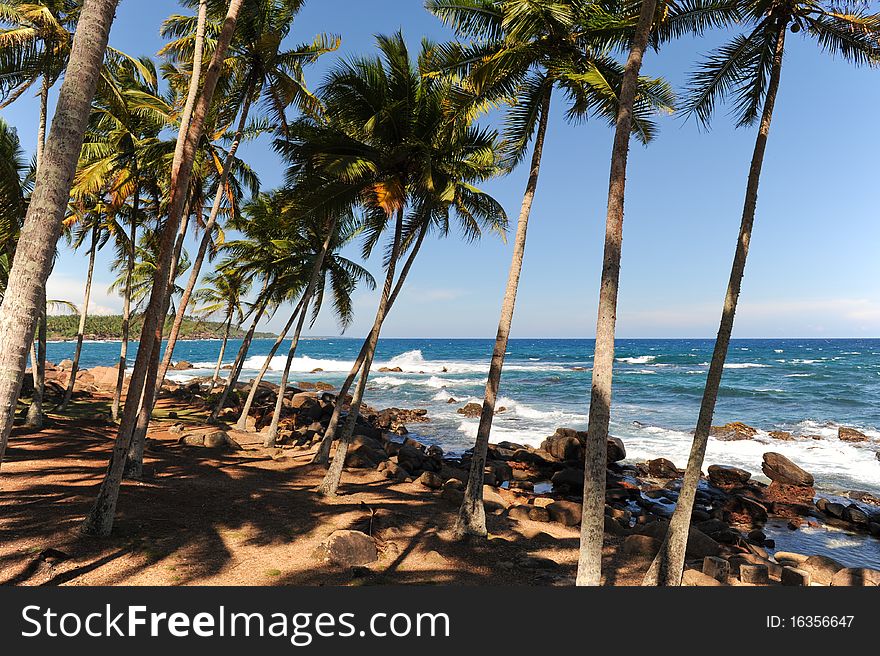 Palms near sea sri lanka