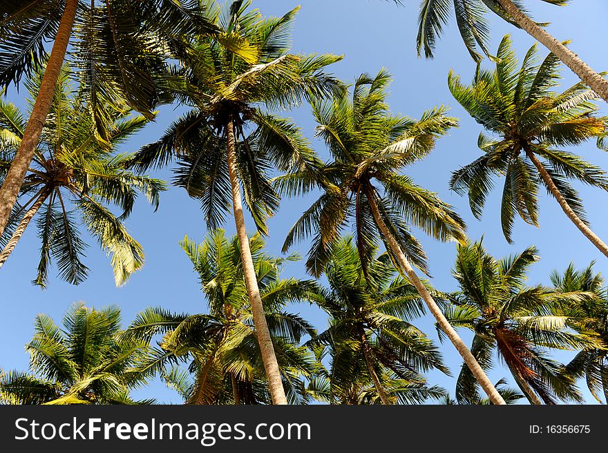 Palms near sea sri lanka