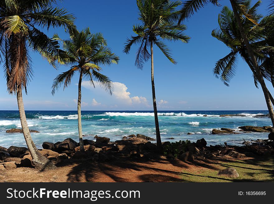 Palms near sea sri lanka