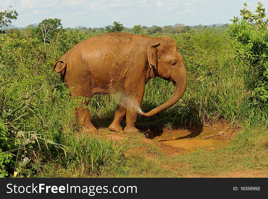 Elephant drinking and washing in water