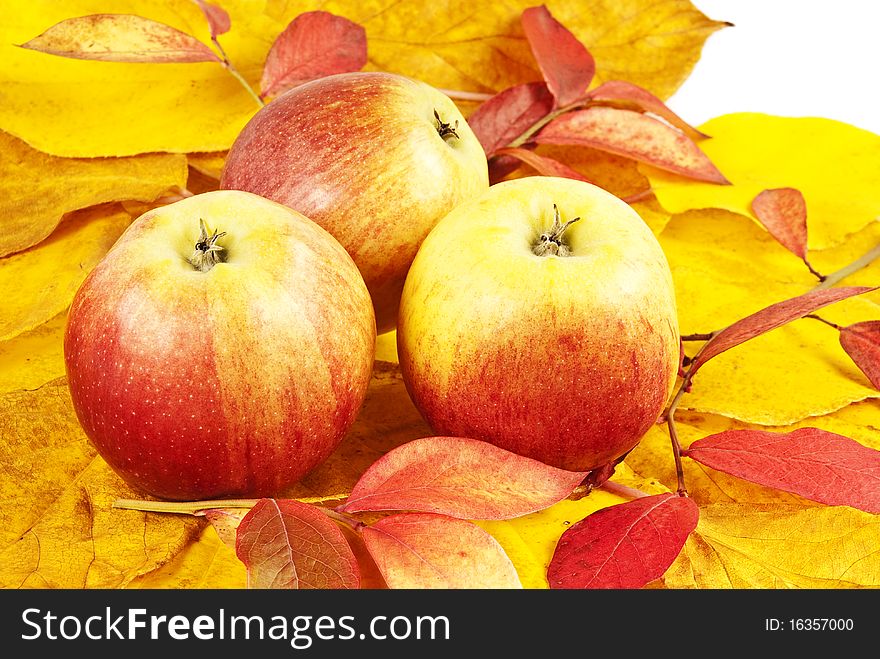 Apples and colored fall foliage background