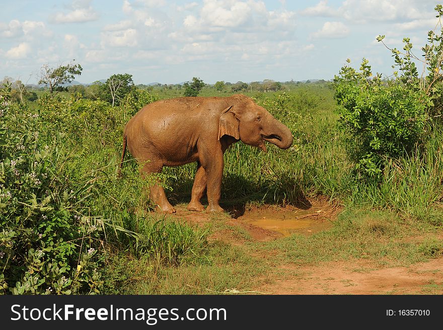 Elephant drinking and washing in water