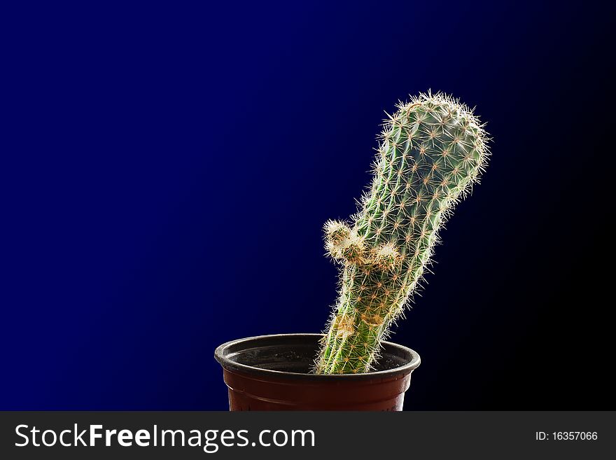 Weberbauerocereus is a genus of ceroid cactus, considered to be intermediate between the genera Trichocereus and Cleistocactus.