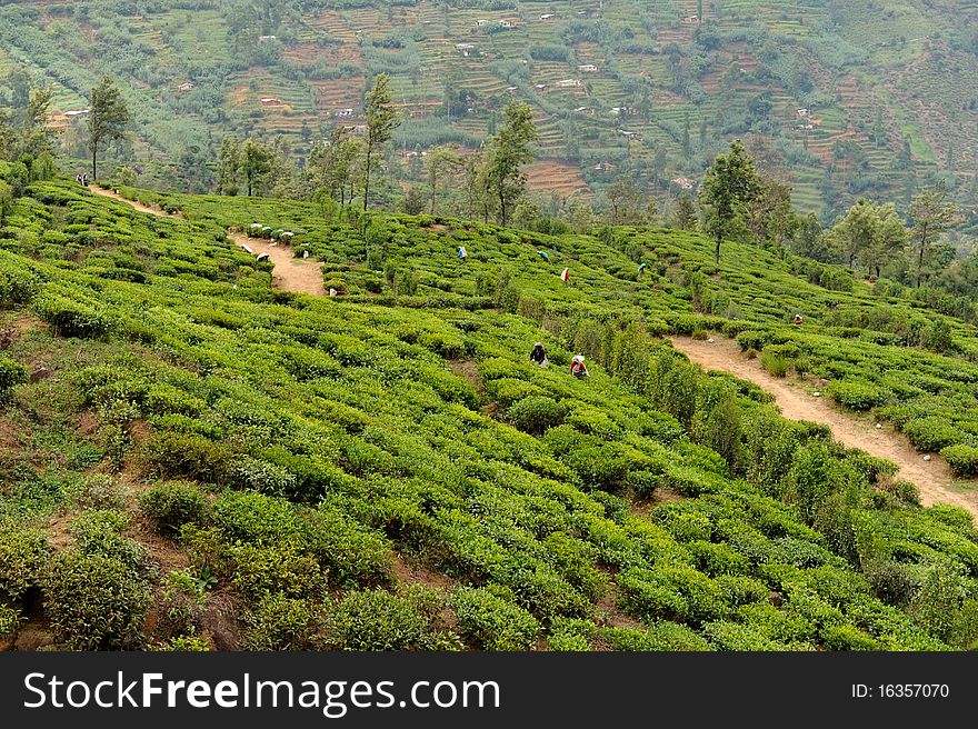 Tea plant in sri lanka