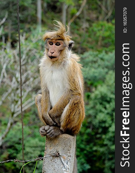 Sitting monkey with weird hair