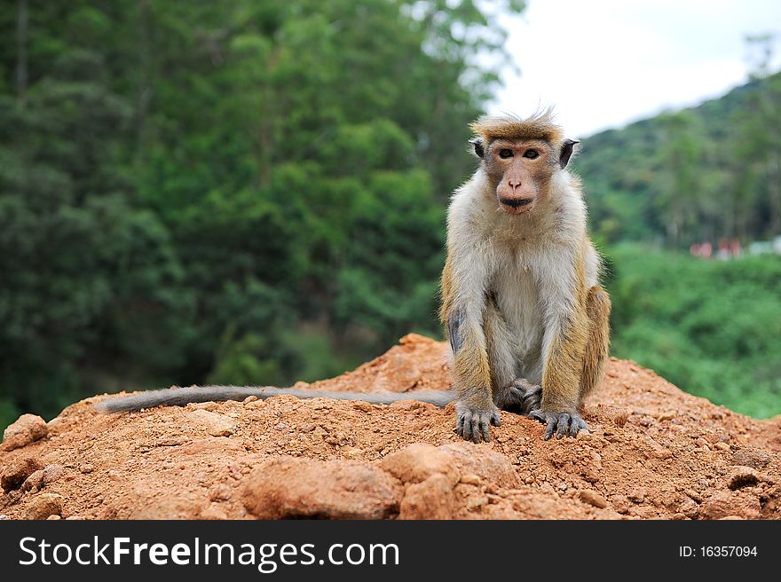 Posing monkey in sri lanka