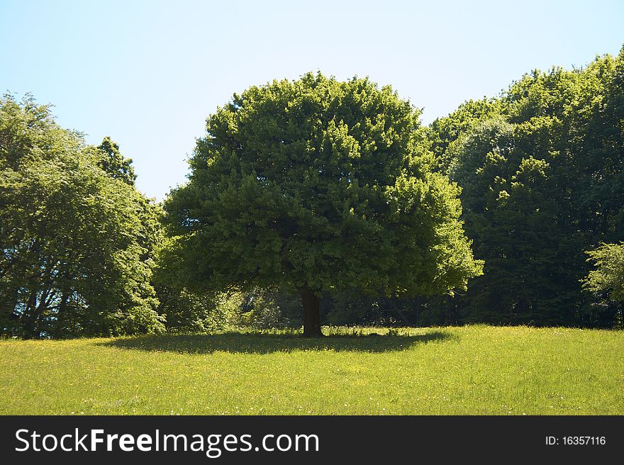 Large Tree In A Meadow