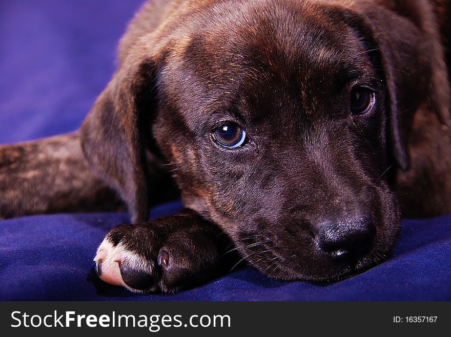 This is my new 10 week old puppy missy. she is a mixed, breed Italian Mastiff and Pressa. on a blue background in my studio. This is my new 10 week old puppy missy. she is a mixed, breed Italian Mastiff and Pressa. on a blue background in my studio.