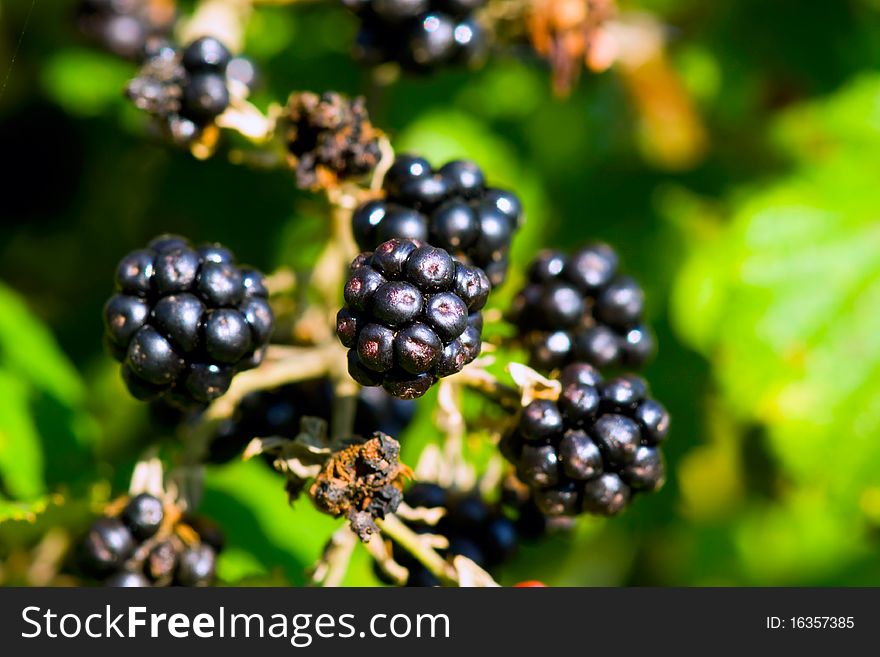 Nature Food - Blackberries