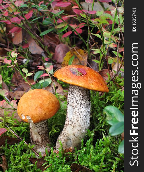 Two picturesque mushrooms in forest