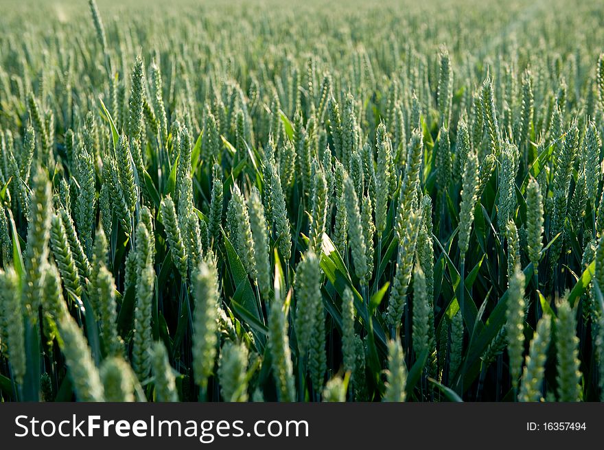 Green grain field in the sun