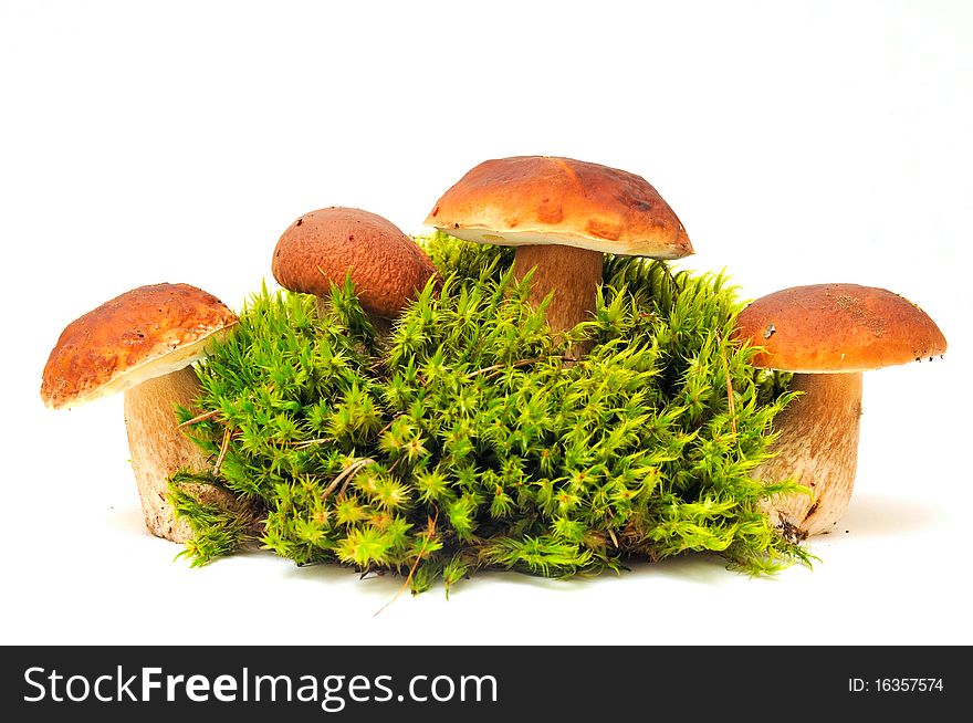 Mushrooms on moss over white