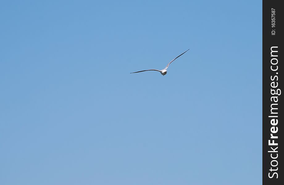 Seagull flying in the cloudless sky. Seagull flying in the cloudless sky