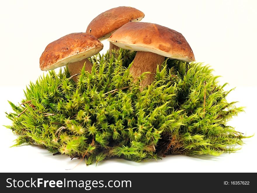 Three mushrooms on moss