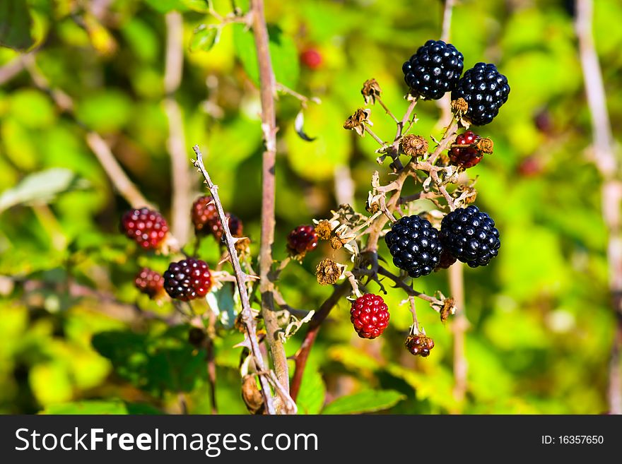 Nature food - Blackberries