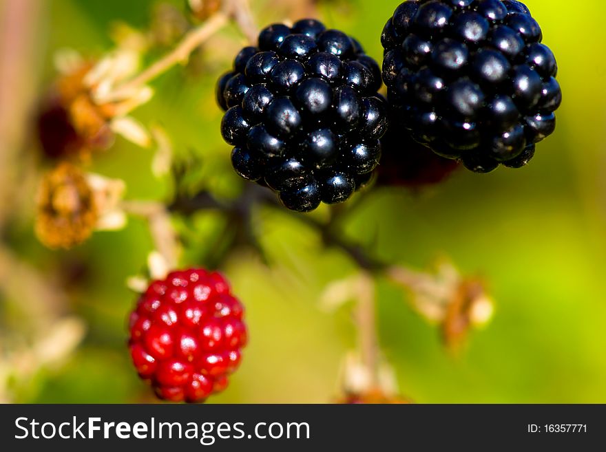 Few Blackberries on the branch. Few Blackberries on the branch
