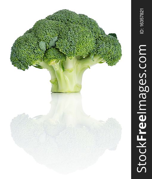 Broccoli looking like a tree. Isolated over white. Broccoli looking like a tree. Isolated over white