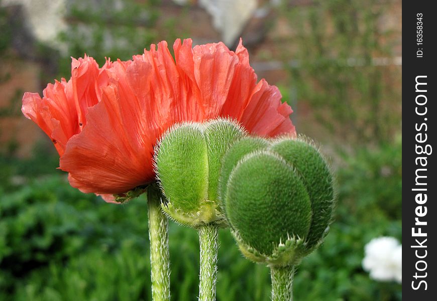 Close-up big red and 2 green poppies heads. Close-up big red and 2 green poppies heads