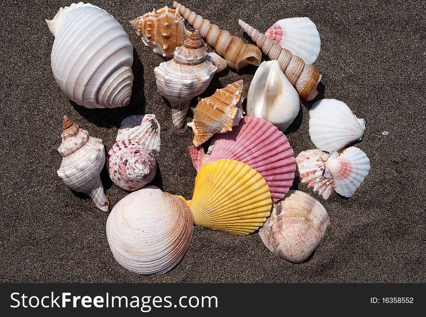 Sea shells on the sand beach