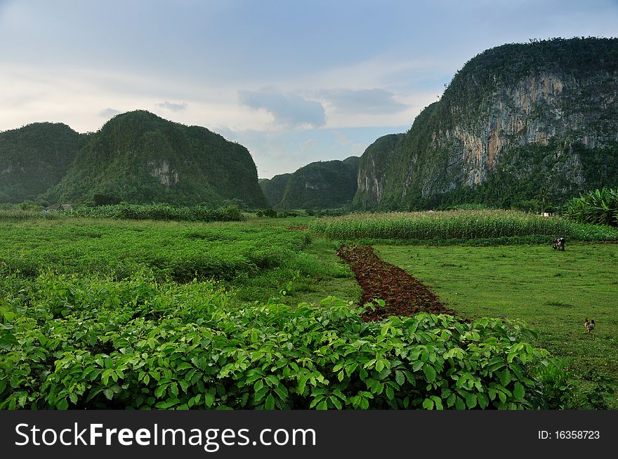 Green fields of tobacco and other plants in Vinales, Cuba. Green fields of tobacco and other plants in Vinales, Cuba