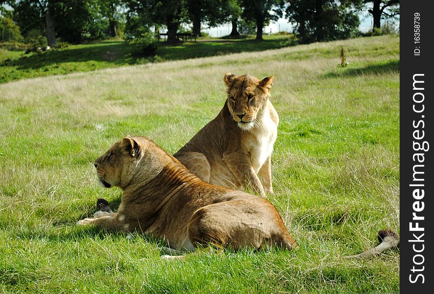 A lioness and her pack member relaxing. A lioness and her pack member relaxing.