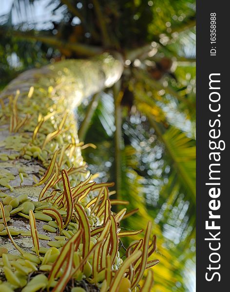 Coconut tree with Parasite plant