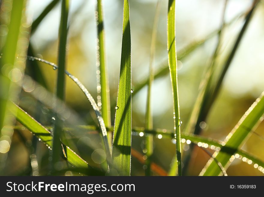 Early morning dew on prairie grass at sunrise. Early morning dew on prairie grass at sunrise