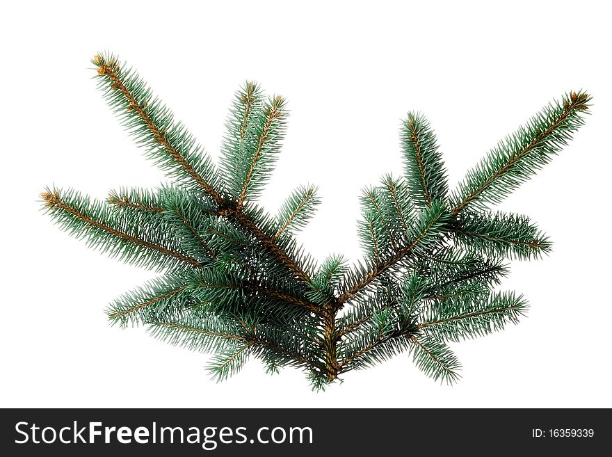 A sprig of pine, isolated on a white background. Use alone or add your own decorations. Or duplicate and string together to make your own garland!. A sprig of pine, isolated on a white background. Use alone or add your own decorations. Or duplicate and string together to make your own garland!