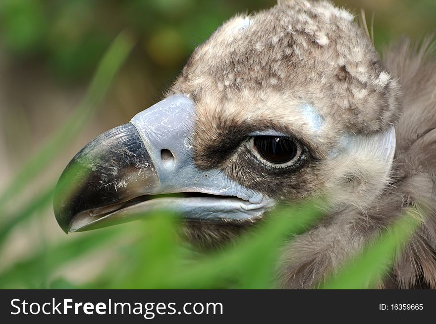 An adult vulture at the Riverbanks Zoo in Columbia