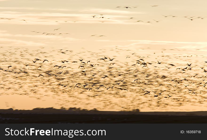 Snow Geese in flight at sunset Saskatchewan Canada blurrred