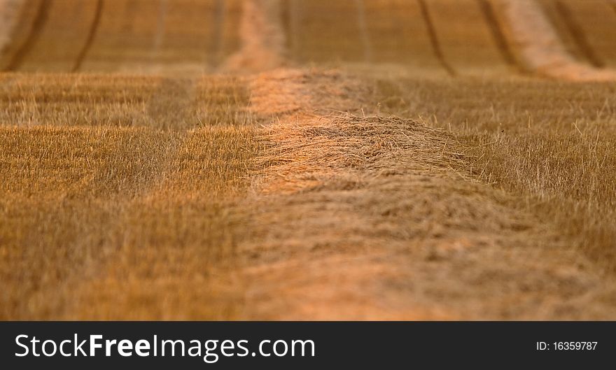 Wheat Field swath