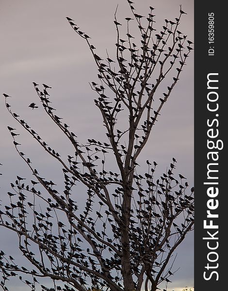 Blackbirds in tree full Saskatchewan Canada