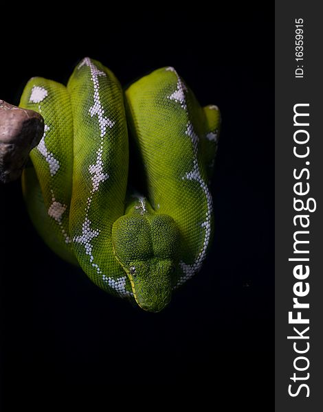 Emerald Tree Boa