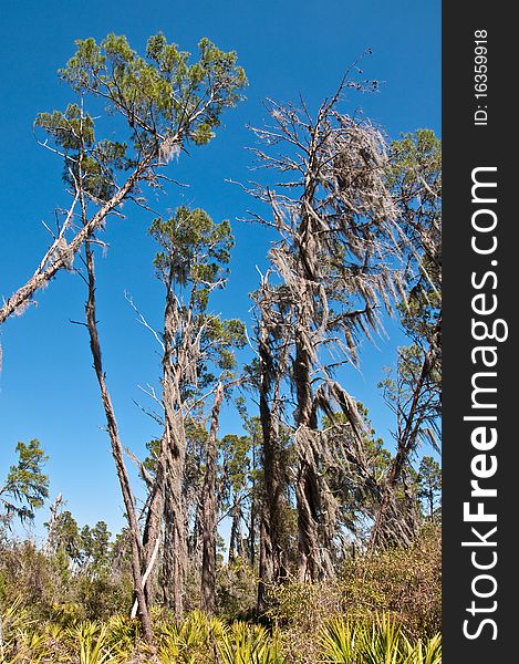 Group of sand pine trees covered with Spanish Moss against a dark blue sky. Group of sand pine trees covered with Spanish Moss against a dark blue sky