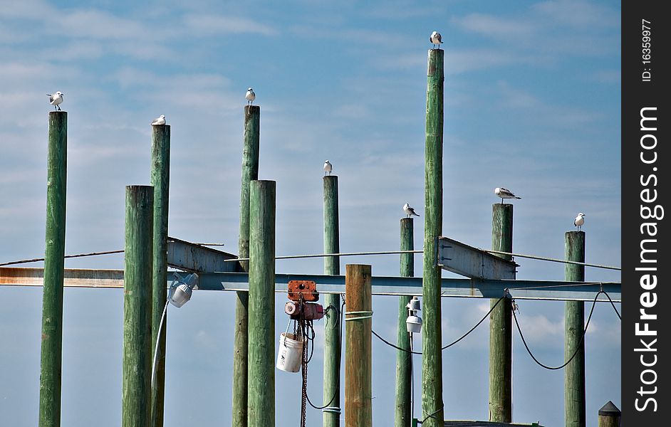 Row of dockside posts, each with a seagull. Row of dockside posts, each with a seagull