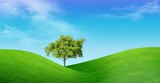Tree On Green Field Royalty Free Stock Images