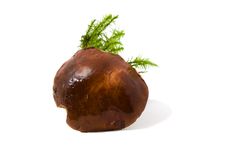 The Polish Mushroom Stock Photography The Polish Mushroom Stock Photography