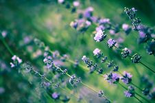 Lavender Stock Image Lavender Stock Image