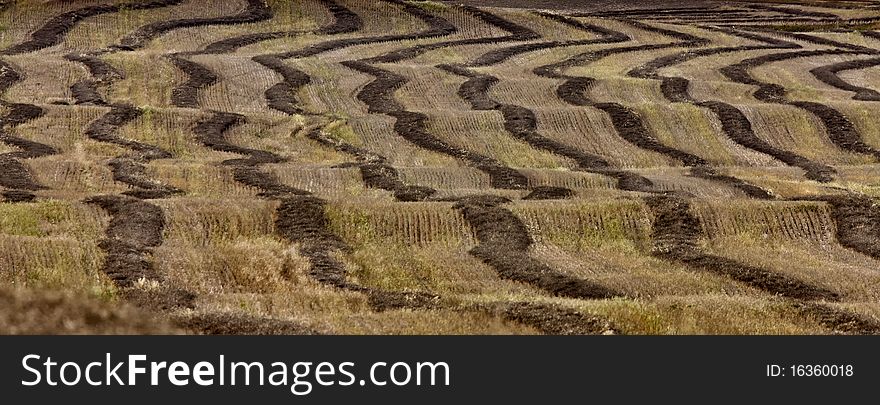 Wheat Field swathe Saskatchewan Canada Harvest time