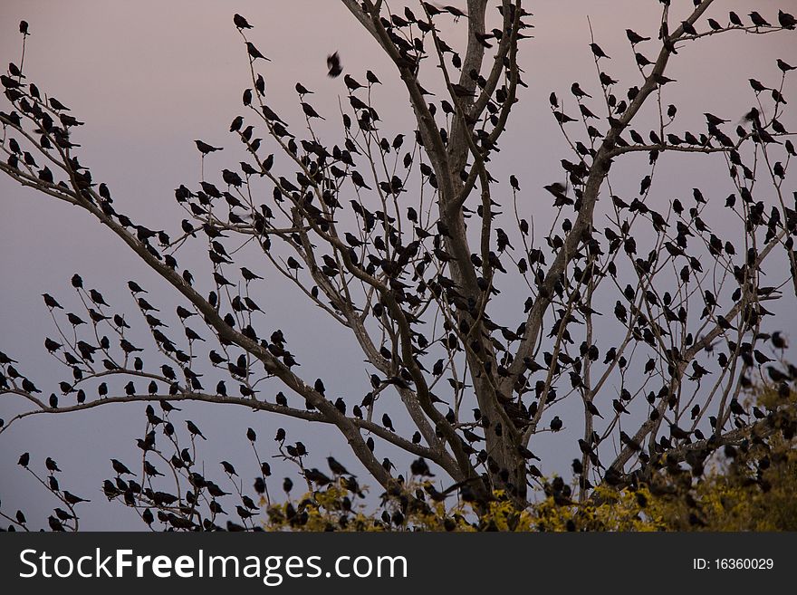 Blackbirds In Tree