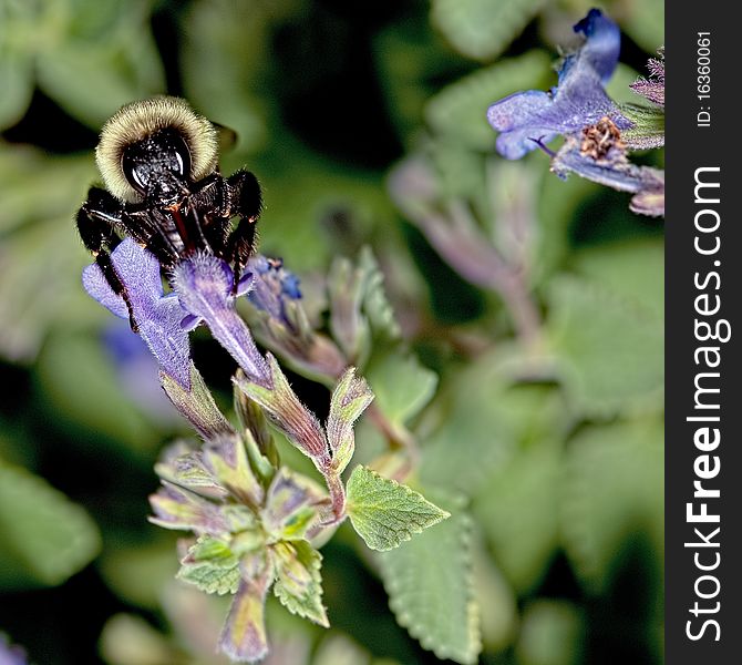 Bee on flower