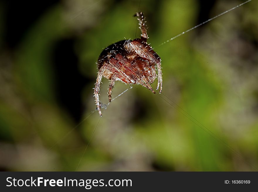 Garden orb spider on web against green background