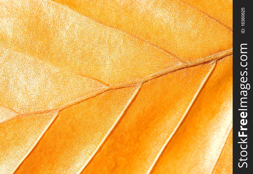 Yellow leaf closeup texture background. Yellow leaf closeup texture background.