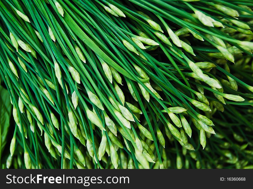 Many Of Chinese Leek In Fresh Market