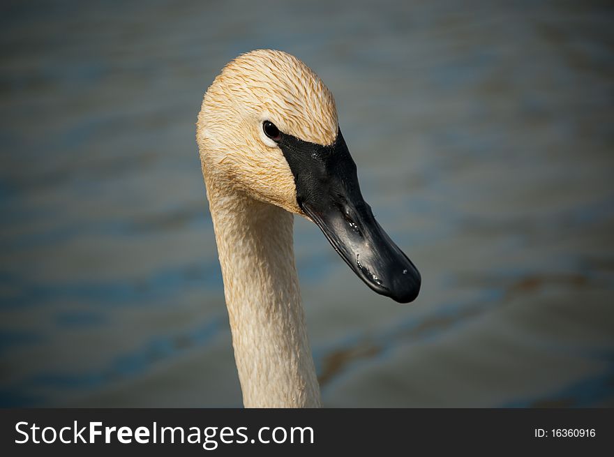 Trumpeter Swan Close-up