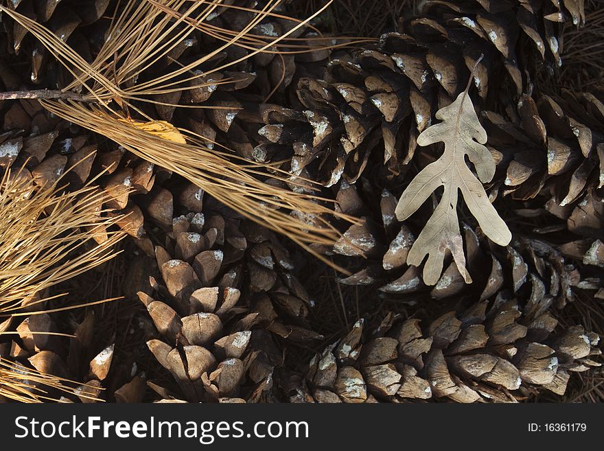 Collection of pine cones and an freshly fallen autumn leaf. Collection of pine cones and an freshly fallen autumn leaf