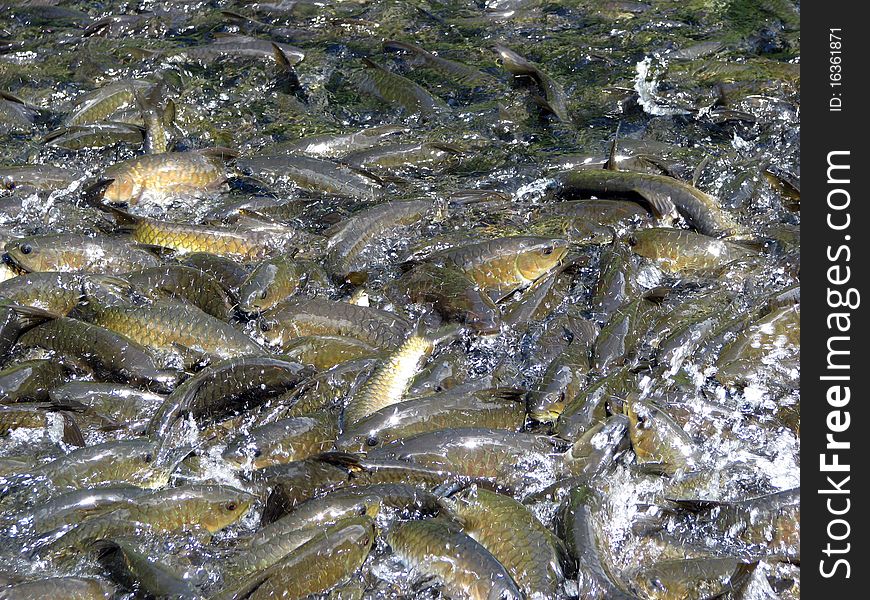 Fishs in river from waterfall at Mooban Keerevong, Nakonsrithammarat Province, Thailand.