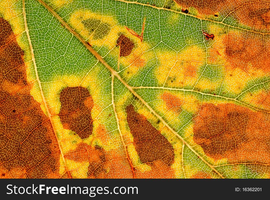 A structure of autumn leaf